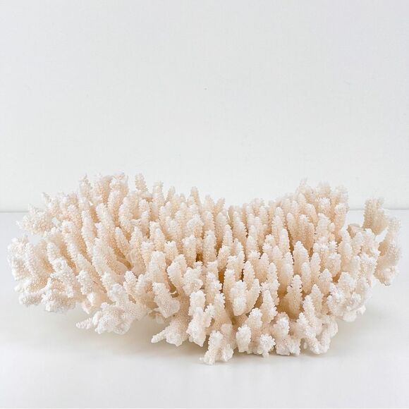 Natural White Coral Reef Cluster Ocean Salt Water Mineral Specimen - Picture 2 of 12